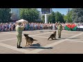 Выступление кинологов Сморгонской пограничной группы на празднике в Молодечно