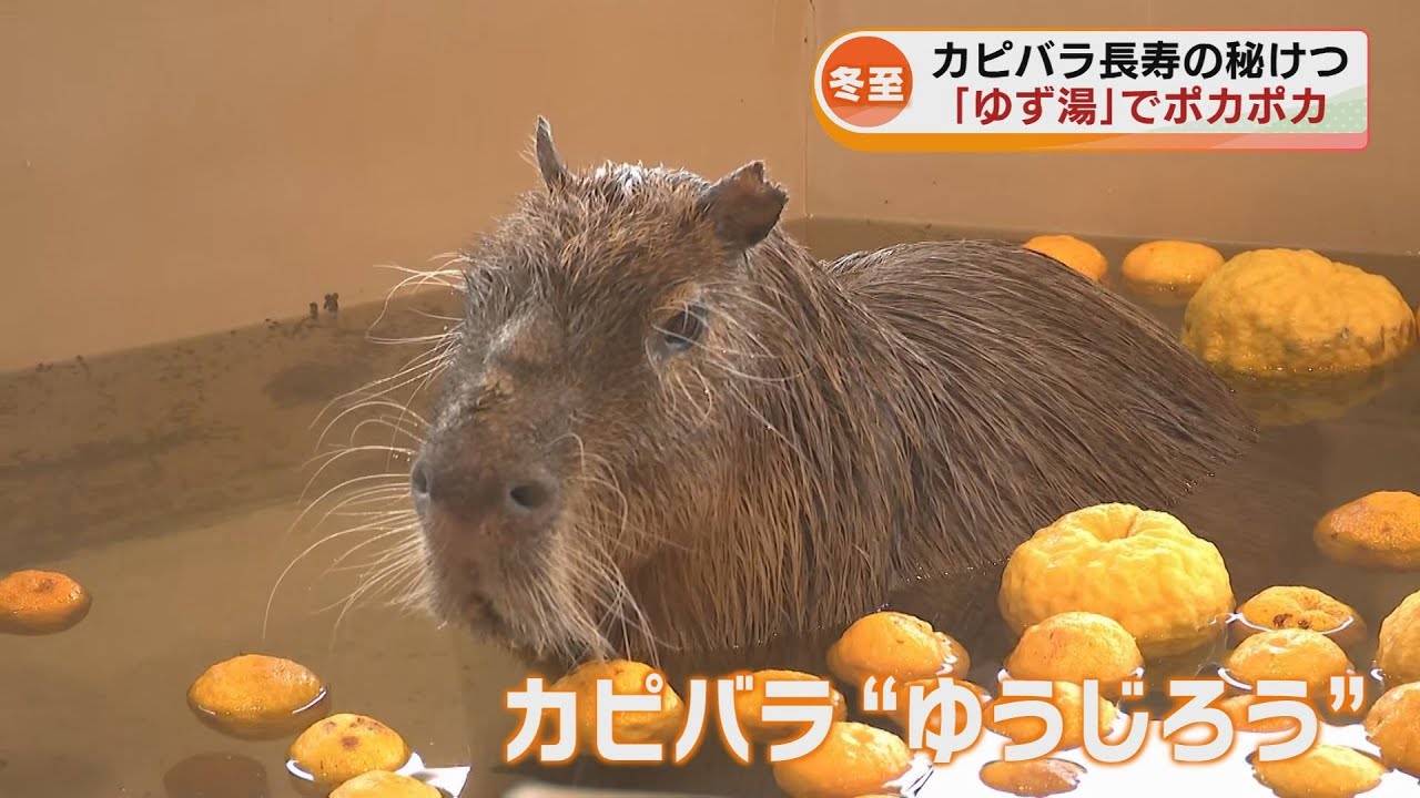 かとうゆみ　カピバラ Winter Solstice] Capybaras: 