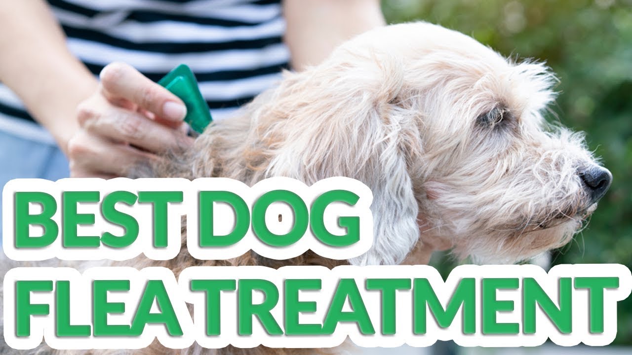 best dog flea treatment 2019