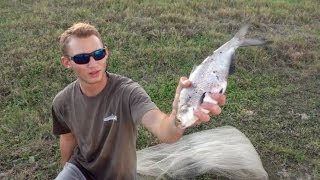 Monster Bass Eat Giant Shad!!