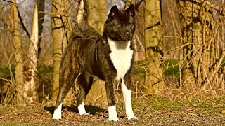 American Akita - Guarding Royalty by All About Animal 131,911 views 7 years ago 3 minutes, 24 seconds