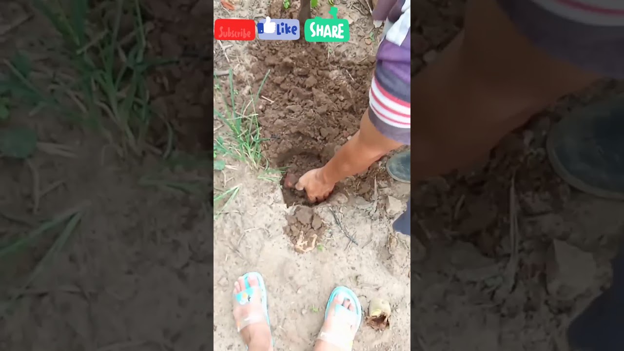 Cara budidaya cincau hijau 