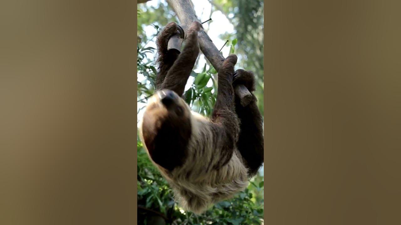 amazing-facts-about-wild-animals-youtube