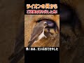 【衝撃映像！】ライオンの目からご褒美を取り出した鳥!(AIかも？)　#ライオン #雄ライオン #面白い #面白動画 #衝撃映像 #shorts