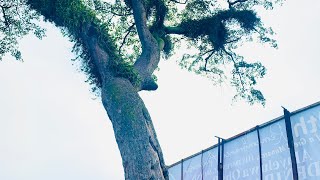 The Mysterious Story of Iroko Tree at Itakogun Ilesha Osun state Nigeria youtube