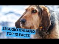 Segugio italiano  top 10 interesting facts