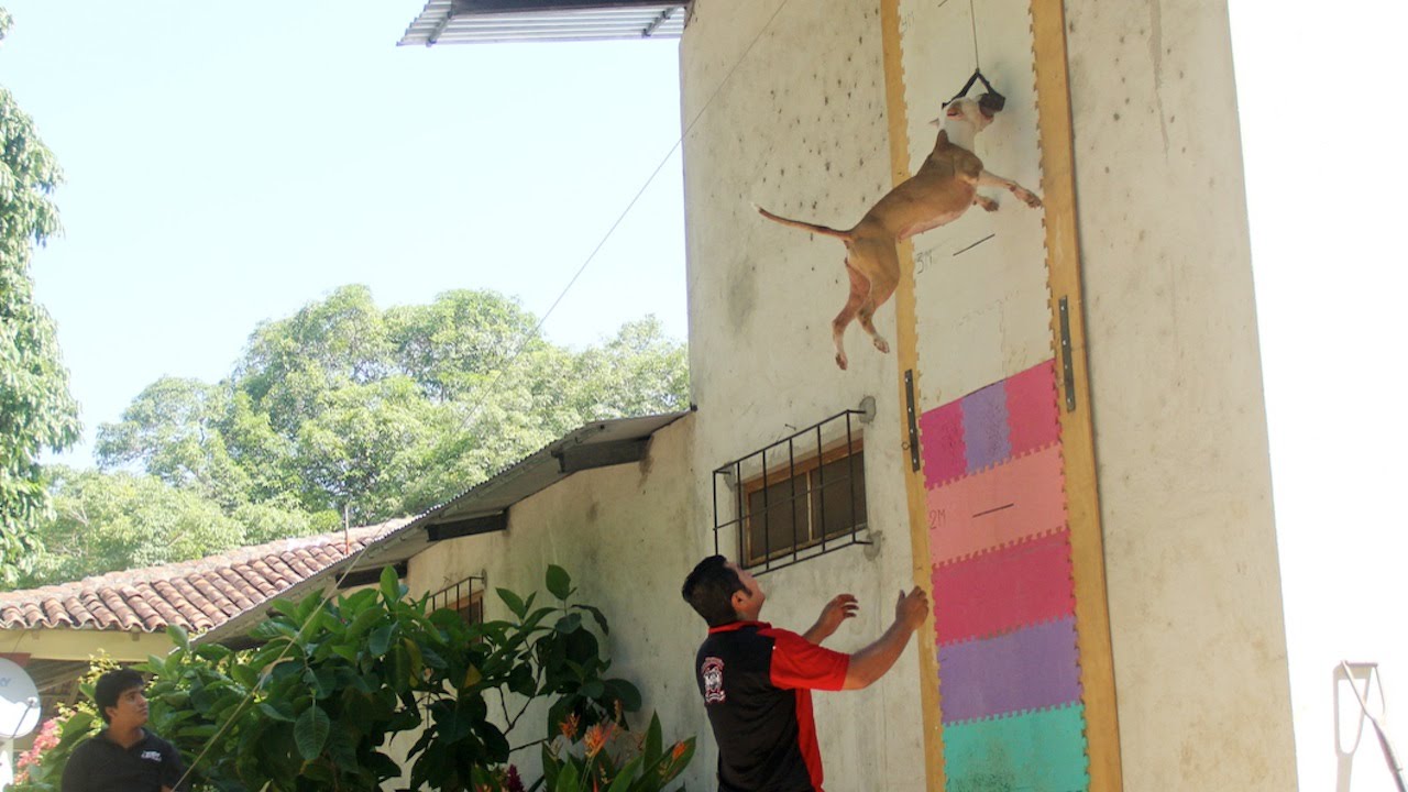 Jumping Dogs: Champion Pit Bull Can Leap Up Four Metre Walls