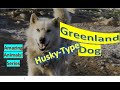 Greenland Dog | Amazing Animals | Pet Dogs の動画、YouTube動画。