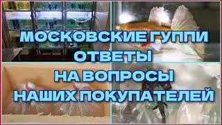 картинка: МОСКОВСКИЕ ГУППИ: ОТВЕТЫ НА ВОПРОСЫ НАШИХ ПОКУПАТЕЛЕЙ/ MOSCOW GUPPIES: ANSWERS TO QUESTIONS