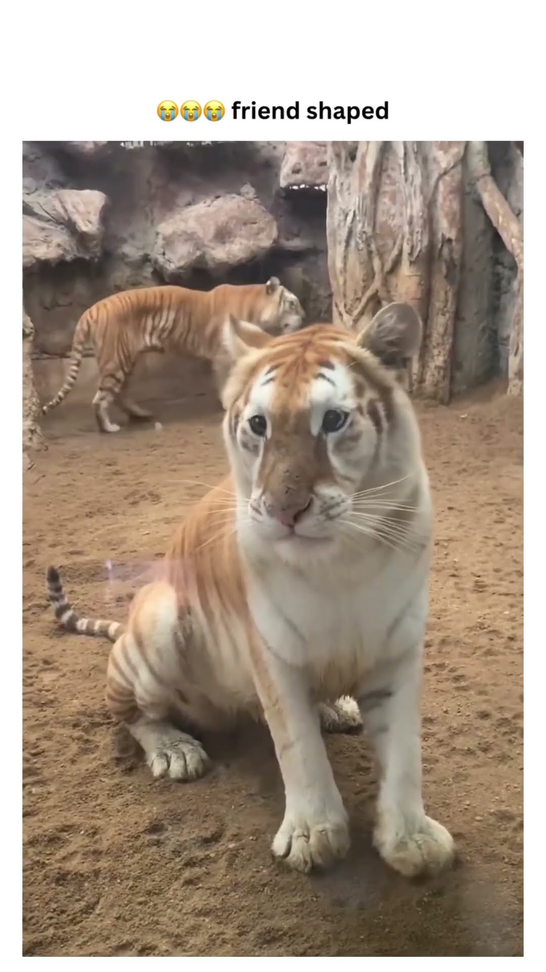 Friend shaped lion playing some calm luh vibes