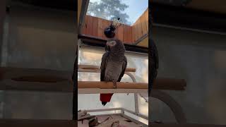 Ideas for Cage Liners for the Bottom of Your Bird Cage