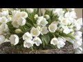 Spring waltz and tulips  paul de sennville  george davidson  mariage damour 