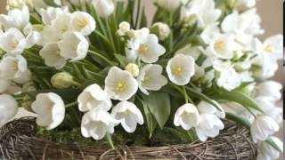 Video thumbnail of "Spring Waltz and Tulips * Paul de Sennville & George Davidson _ Mariage d'amour *"