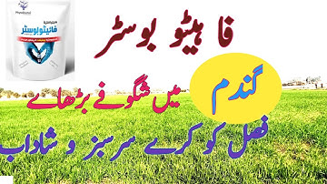 How to improve tillering in wheat#wheat #tillering #phytobooster #lushgreen