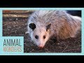 Meet and Greet: Ophelia the Opossum!