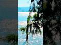 NATURE | Big Gilly Fish Caught Hunting other Fish Near Home WA State