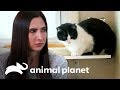 Dona obriga seu gato a dormir fora de casa! | Meu Gato Endiabrado | Animal Planet Brasil
