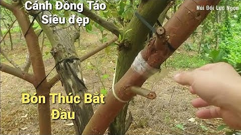 Thăm Vườn Táo Làng Chay và Thúc Phân Cho Táo l Núi Đồi Lục Ngạn