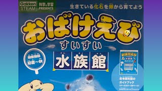 おばけえびを育てるよ‼️