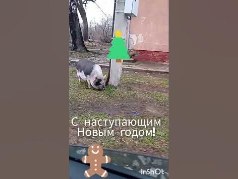 СВИНТУСЫ #свинка - YouTube