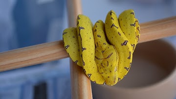 New Addition - Sorong Type Green Tree Python