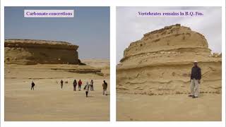 محاضرة 4: خطوات تقسيم طبقات القشرة الأرضية الى وحدات صخرية Lithostratigraphic Units.