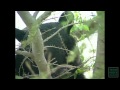 Black Bears of Black Gap - Texas Parks and Wildlife [Official]