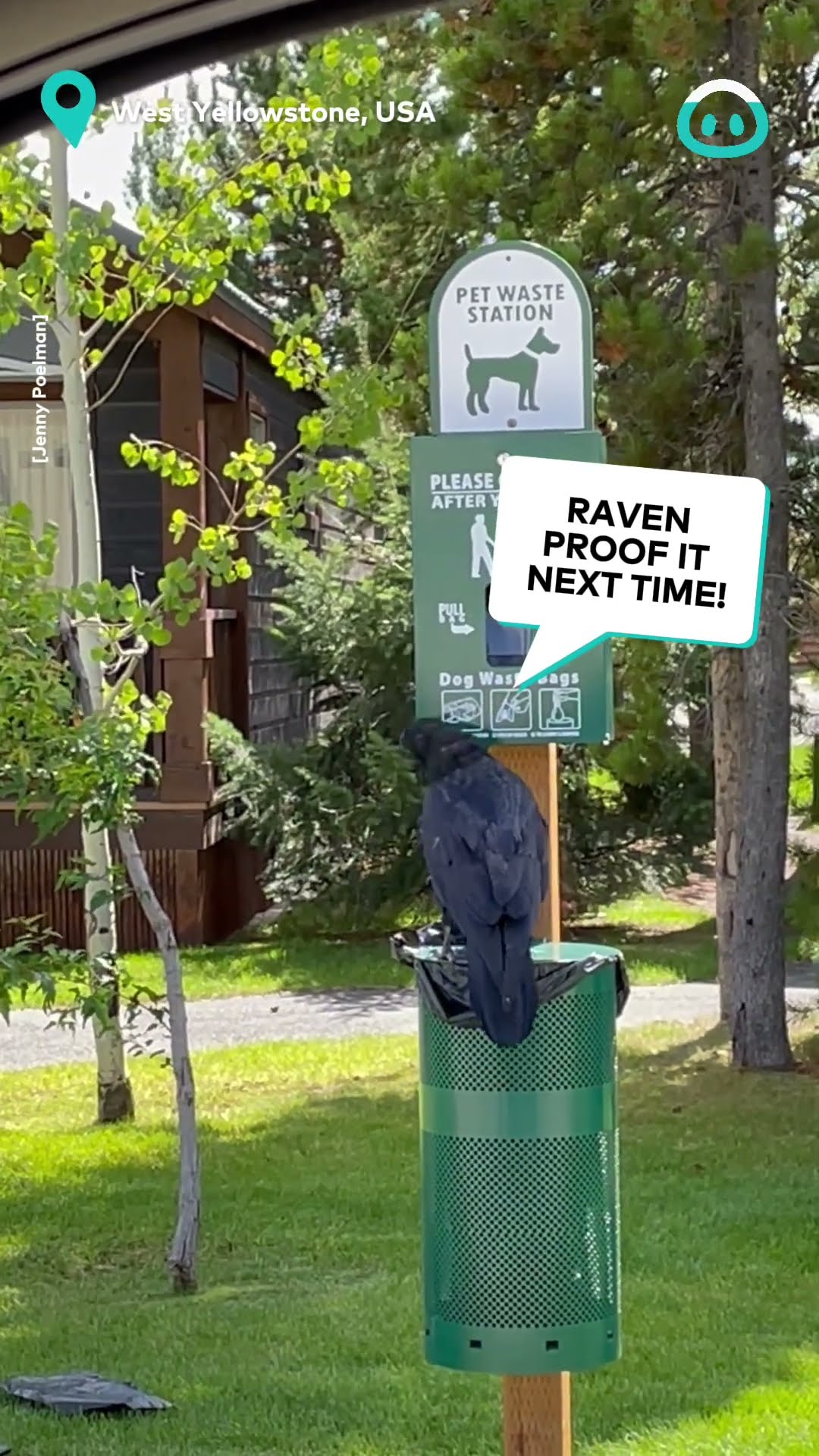 Raven Bird Plays at Park || ViralHog