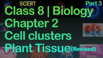 Class 8 Biology Chapter 2 | Cell Clusters(Plant Tissue  Detailed):Part 3 | Kite Victers
