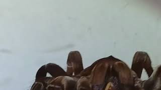 Ursula Eats A Dubia Roach