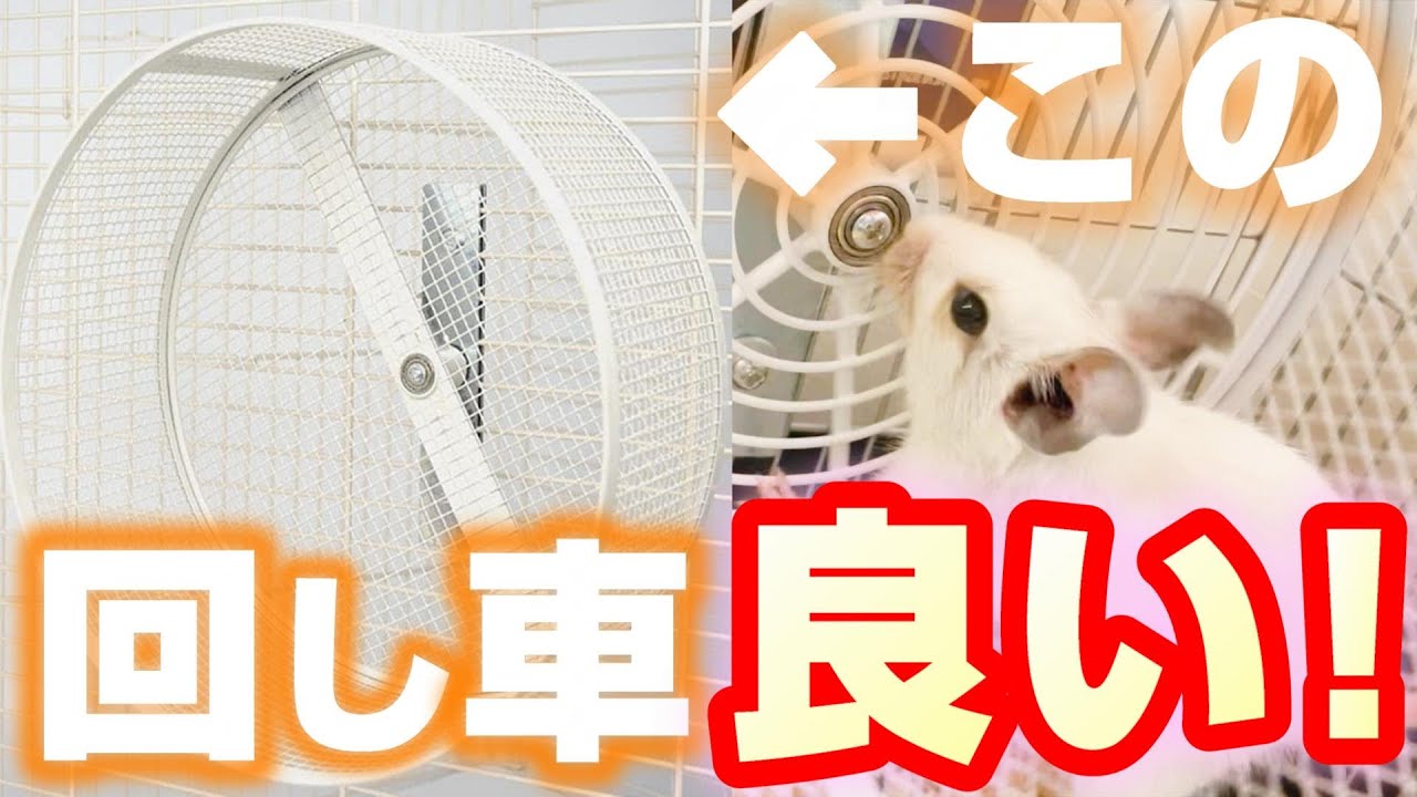 レビュー 最強のホイール 回し車 見付けました デグー ハムスター チンチラ マウス サイレントホイール 飼い方 初心者 Degu Youtube