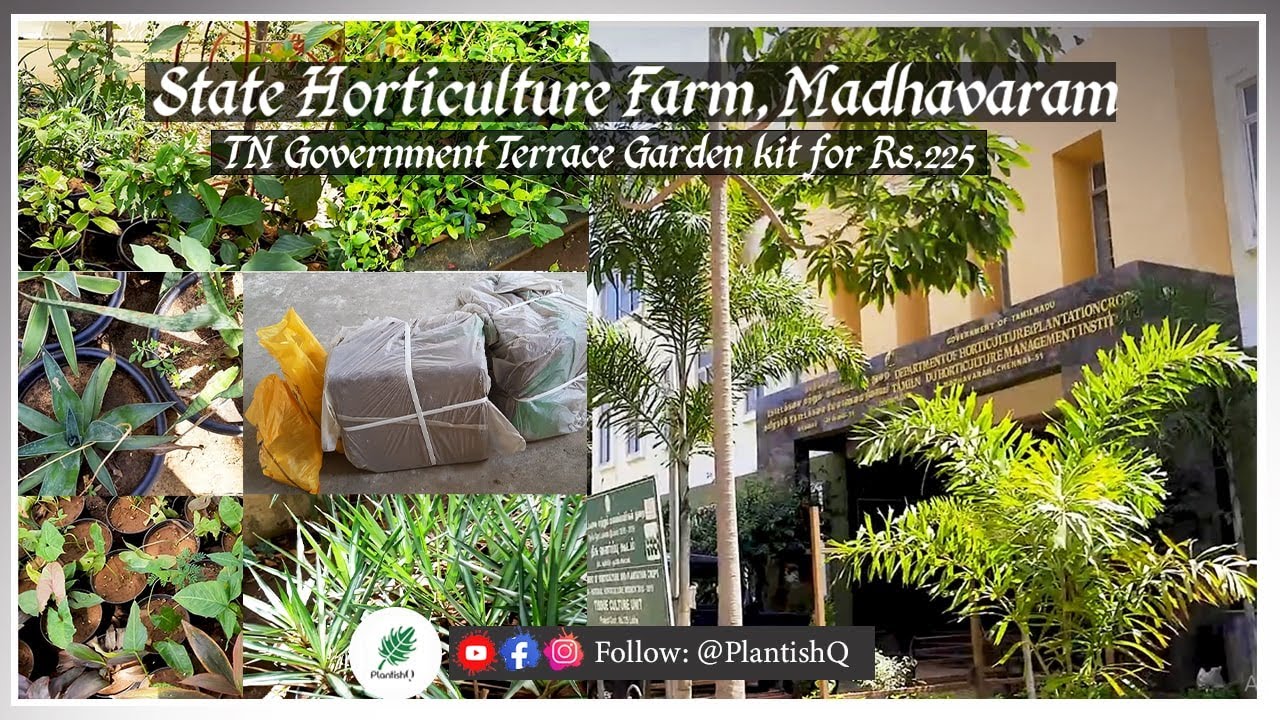 State Horticulture Farm, Madhavaram TN Government Terrace Garden Kit