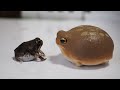 カエルに自分とそっくりなフィギュアを見せると…