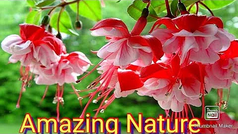 Amazing Nature 4k Video // Super Hit Nature Sky // Bindas Nature......
