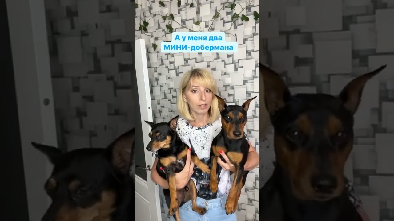 все породы собак — пинчеры
