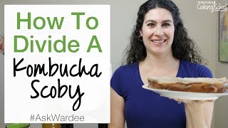 How To Divide A Kombucha Scoby | #AskWardee 083