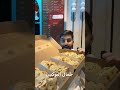 فرع مدور الجديد انتهى الخصم