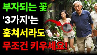 98% 부자들의 베란다에는 &#39;이것&#39;이 있다 | 이 꽃을 키우면 돈이 마르지 않습니다 | 식물풍수 | 베란다풍수