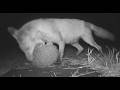 Teeth &amp; Prickles!  #talltreesnaturereserve #wildlife #fox #hedgehog #animalattack #survival