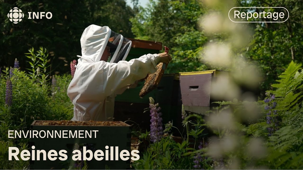 Une vie dédiée aux reines abeilles : une des rares éleveuses au Québec | La semaine verte