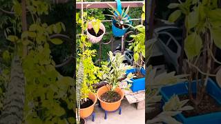 Terrace Gardening | #gardening #youtubeshorts #viral