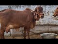 Gujrat wali gir cow shree yadav dairy farm patan mono9511592301