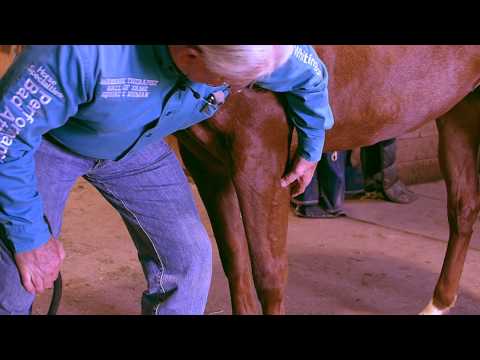 Equine Massage -  Front Leg Meridian Lines