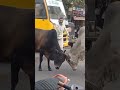 Khandwa :  सांडों की बीच सड़क पर हुई जोर आजमाइश #alluarjun #viralvideo #shorts