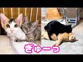 好きすぎてぎゅーしちゃう子猫姉妹。黒猫くんのぎゅーは…愛情表現の違いが可愛すぎました(笑)