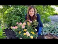 Planting Oso Easy Italian Ice Roses! 🌿 // Garden Answer