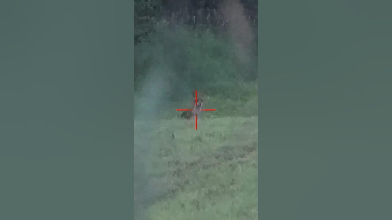 Shoot A Fox In The Face fox foxhunting foxpro YouTube