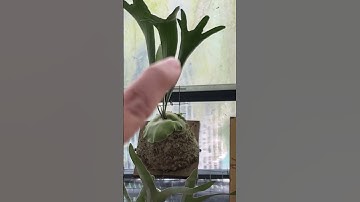 Râu ổ rồng Alcicorne khi nhỏ và Lớn khác nhau ntn? #huykiengla #caytrongnha #kiengla #platycerium