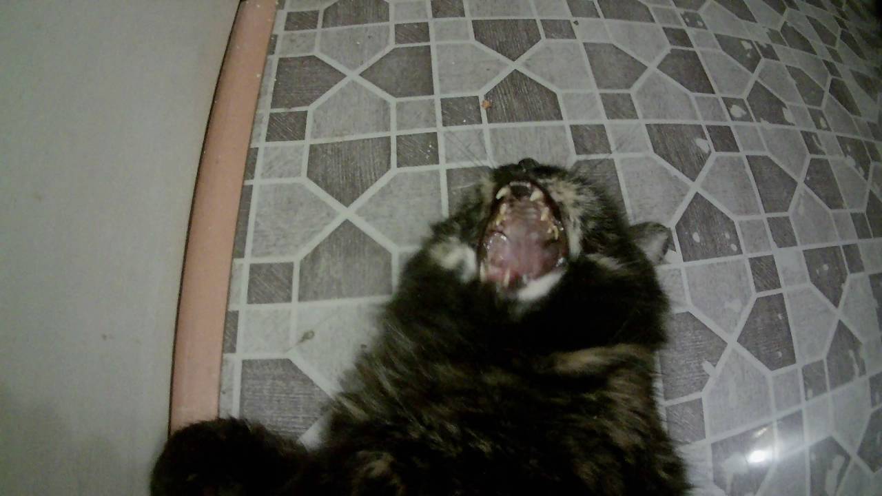 Кошка зевает видеотест X-TRY XTC200 UltraHD видео 4k