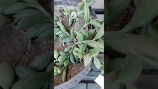 🌿 Gardening Tips for Beginners | Mere Garden ka Beautiful Tour